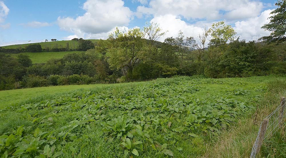 Caio CARMARTHENSHIRE