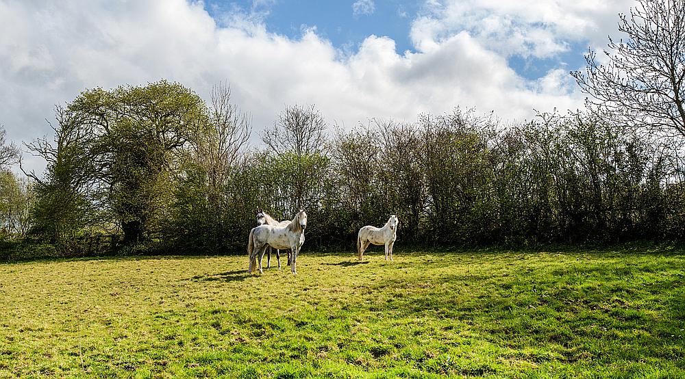 Pencader CARMARTHENSHIRE